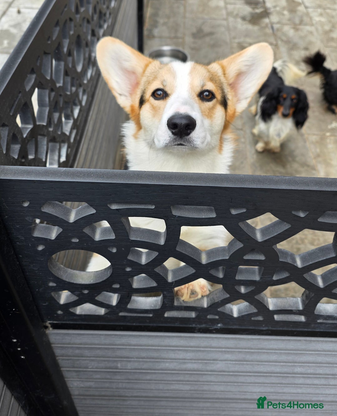 Welsh Corgi Pembroke dogs for stud: WPC Tri Colour Stud - Bulgarian IMP - Advert 6