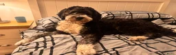 Bernedoodle dogs for sale: 2 yr old male Bernedoodle (Collin)  - Advert 20
