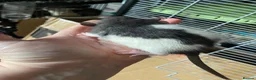 Rat rodents for sale: Rat babies in Swansea - Advert 9