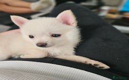Pomchi dogs for sale: Pomeranian, fimele - Image 3