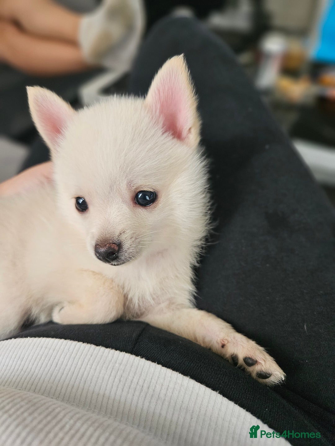 Pomchi dogs for sale: Pomeranian, fimele - Image 3