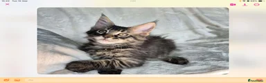 Maine Coon 3