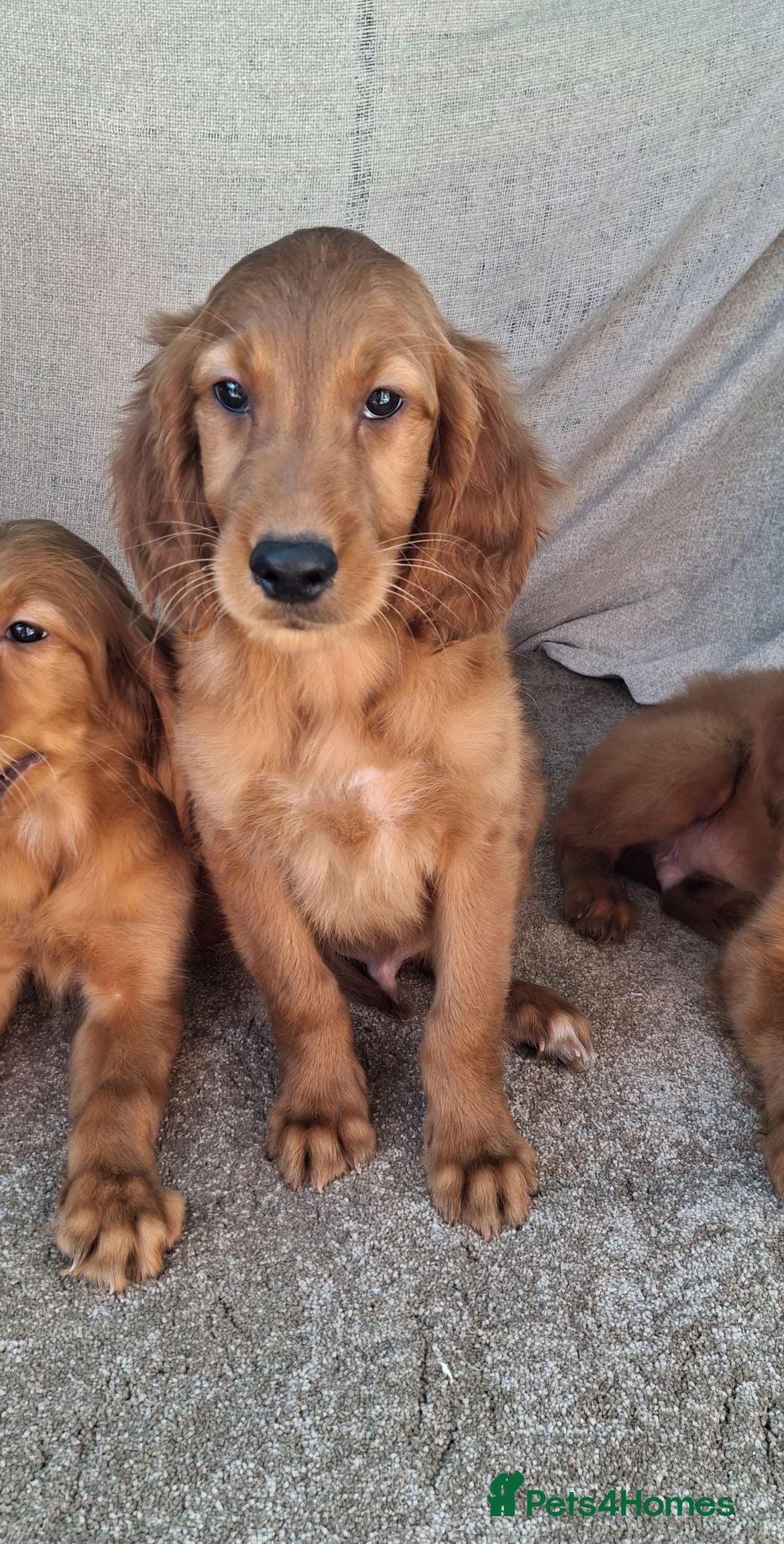 Mixed Breed dogs Gorgeous irish setter x golden retriever puppies - Advert 2