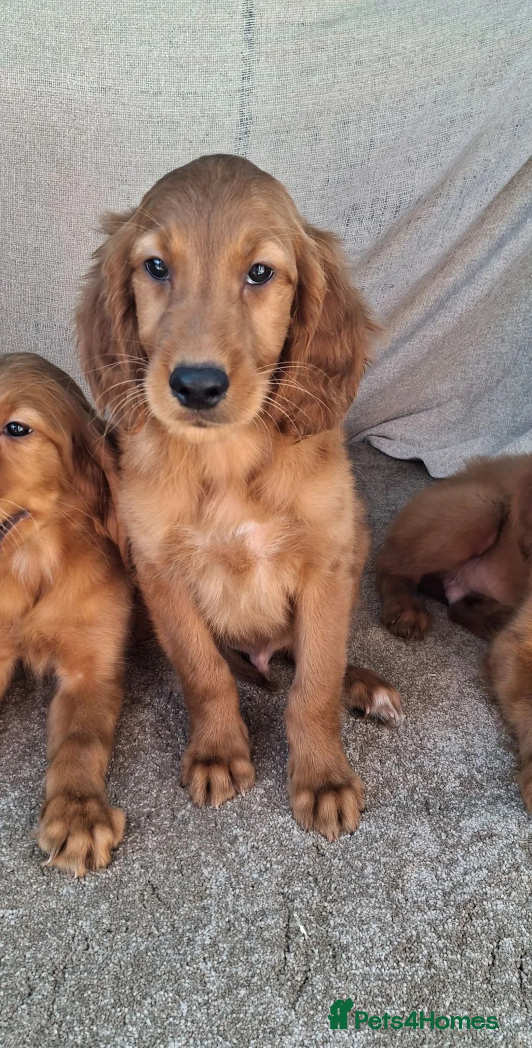 Mixed Breed dogs for sale: Golden irish puppies - Advert 2
