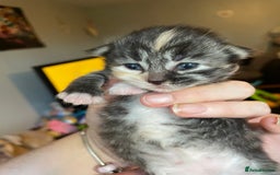 Mixed Breed cats for sale: 3/4 Ragdoll kittens available to reserve - Image 4