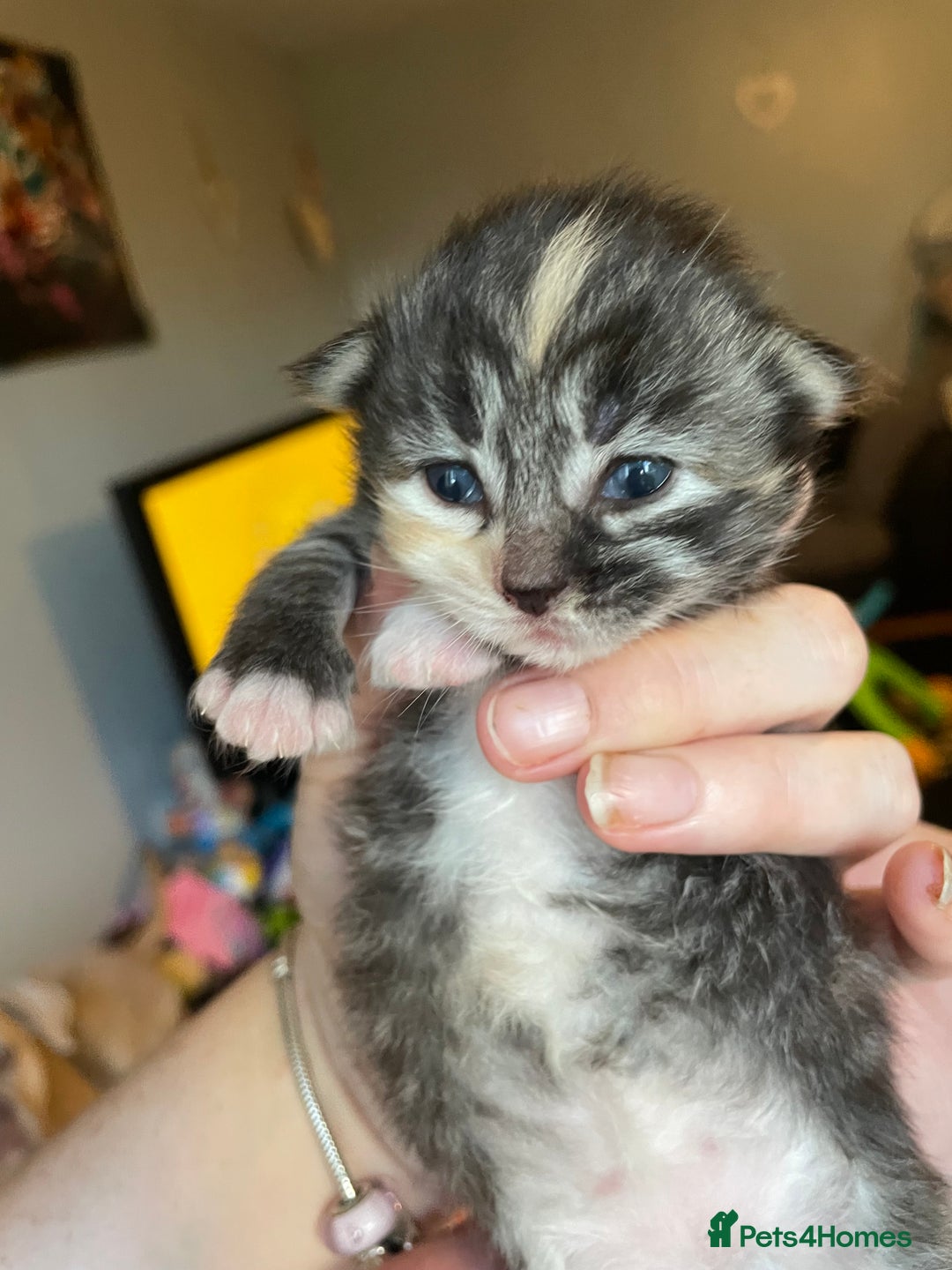 Mixed Breed cats for sale: 3/4 Ragdoll kittens available to reserve - Image 4