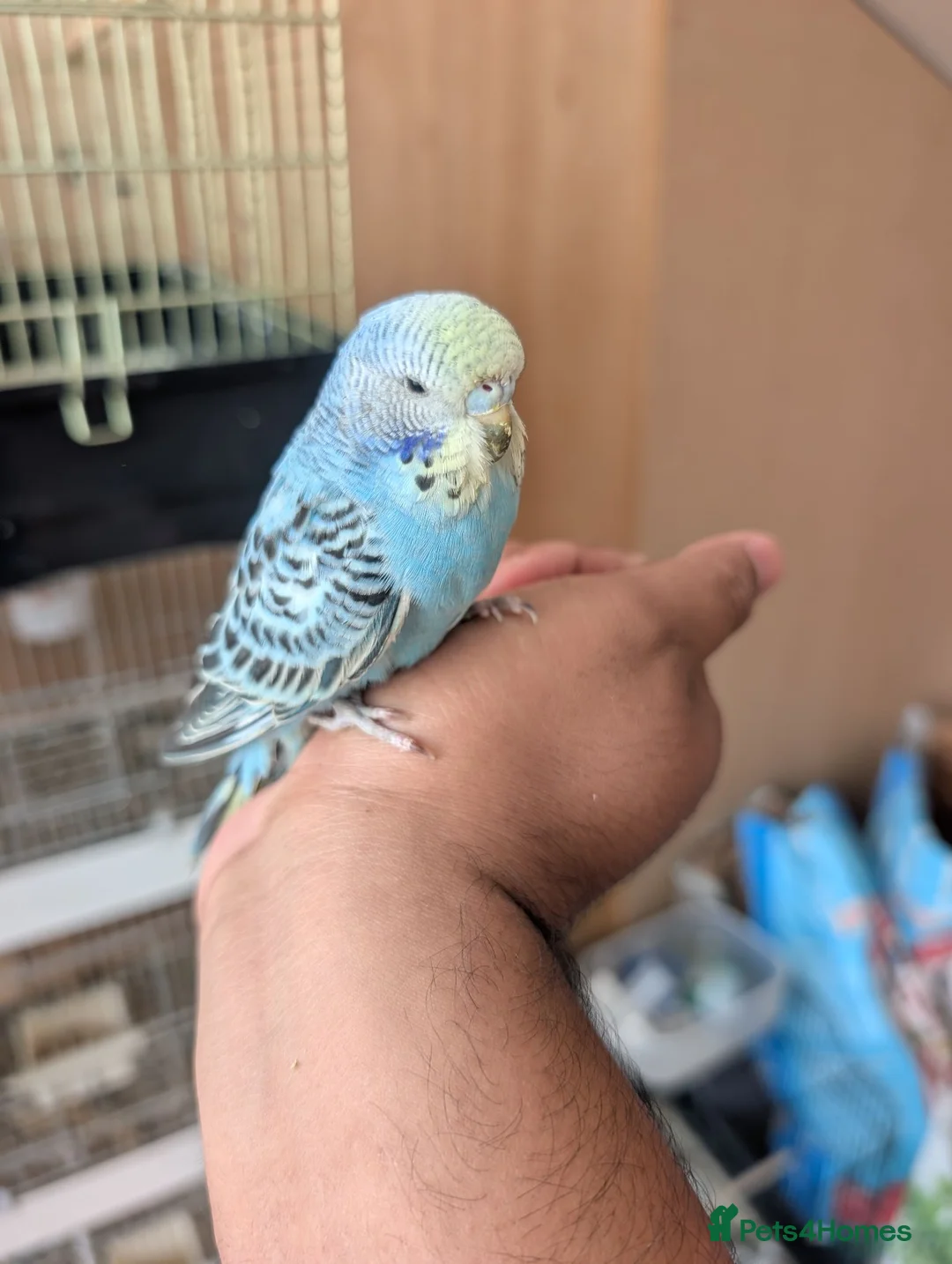 Budgerigars birds for sale: Baby Budgies - Advert 1