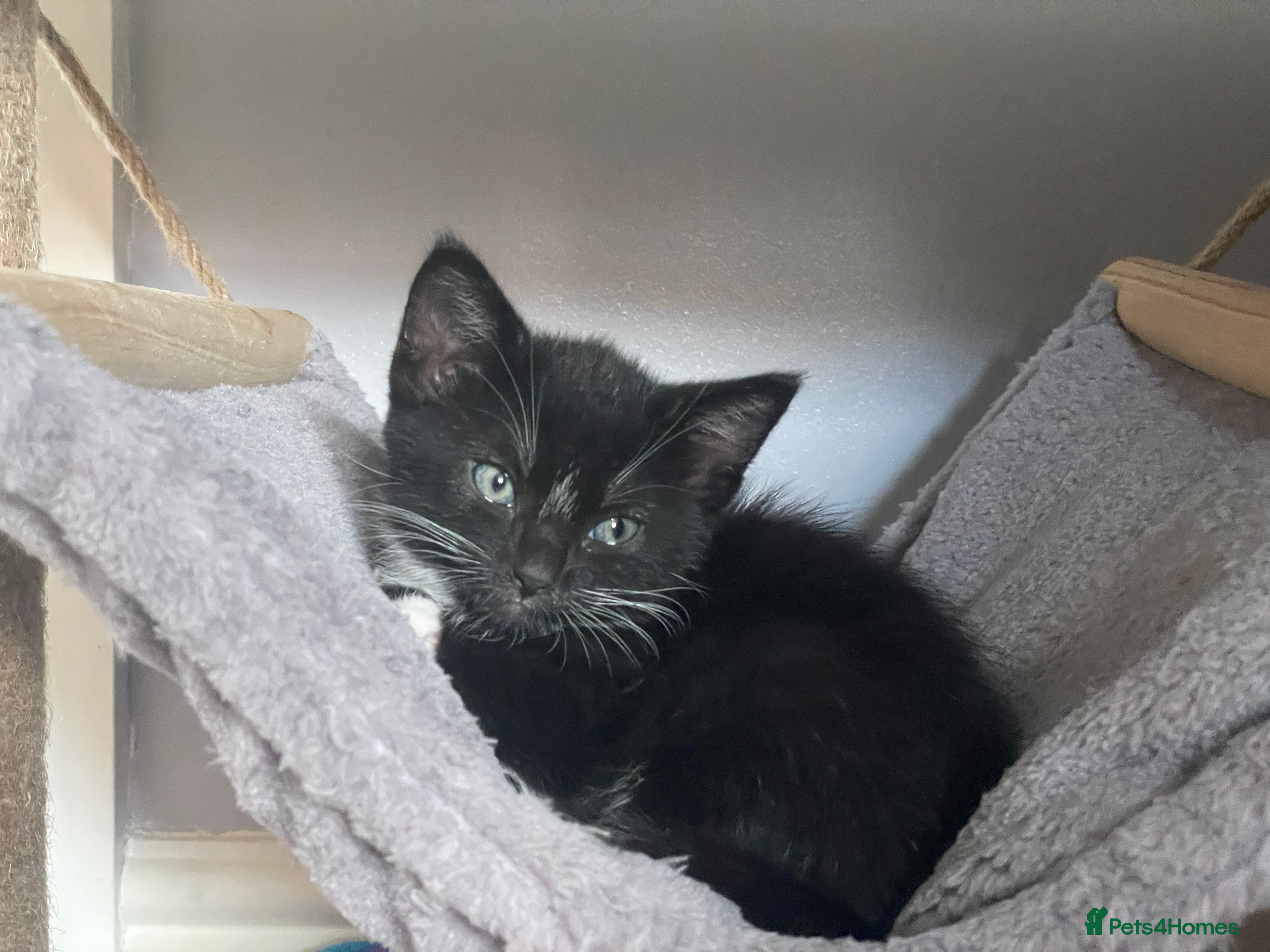 Mixed Breed cats for sale: Two beautiful kittens for sale in Derby - Advert 2