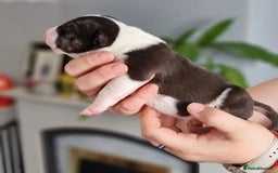 English Bull Terrier dogs for sale: English bull terrier puppies KC registered  - Image 10