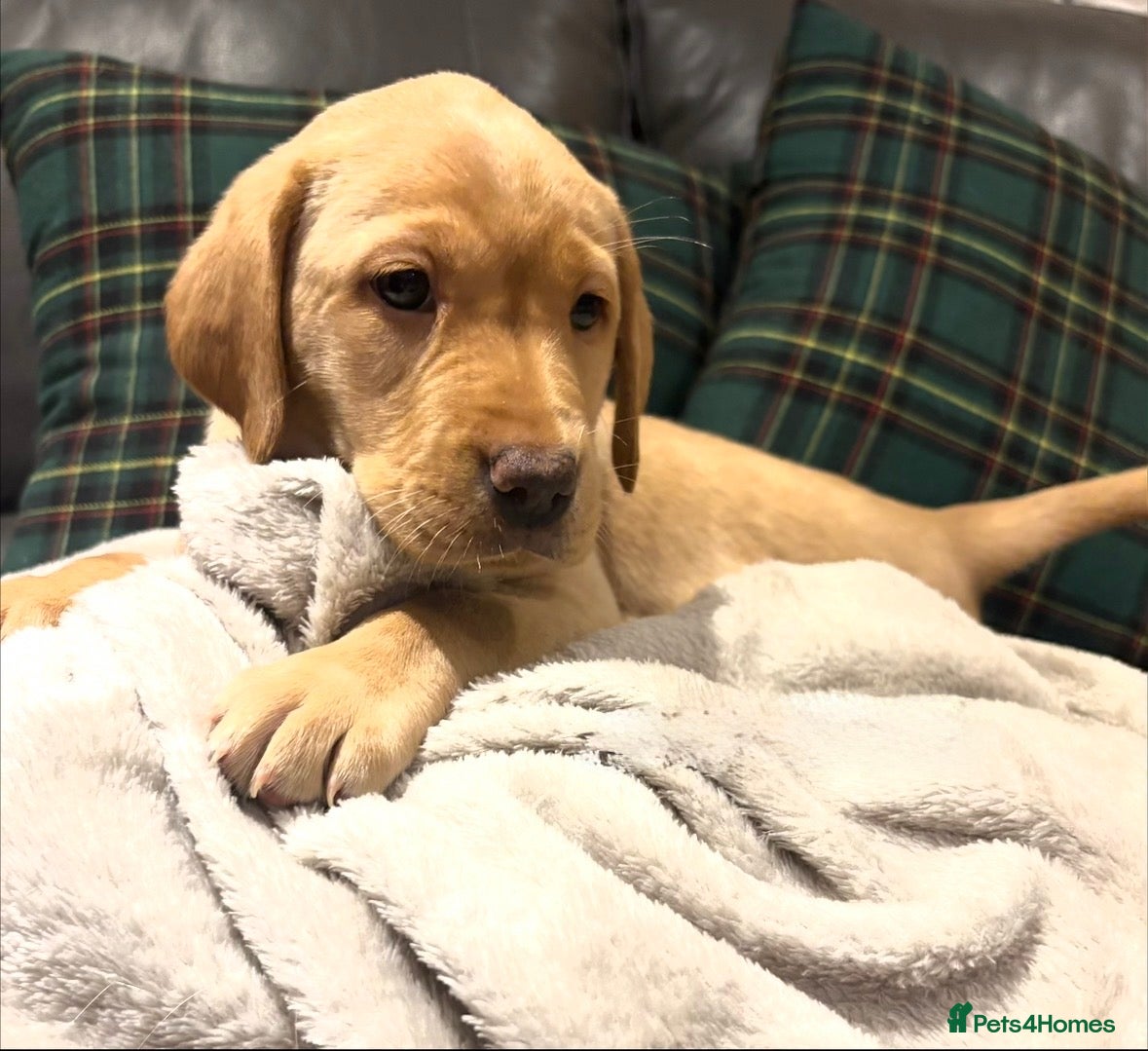 Labrador Retriever dogs KC Labrador puppies yellow / Red  - Advert 1