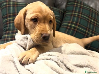 Labrador Retriever dogs KC Labrador puppies yellow / Red - Advert 1