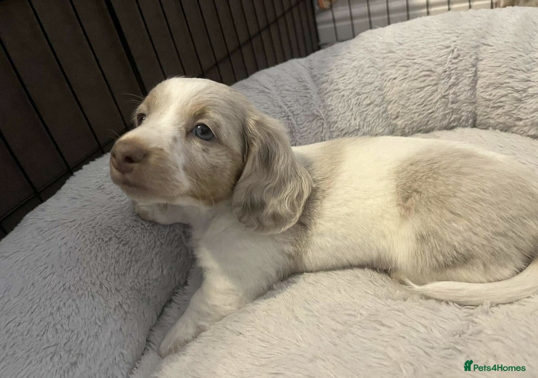 Miniature Dachshund dogs for sale: Stunning Long-Haired Miniature Dachshund Puppies!  - Image 13