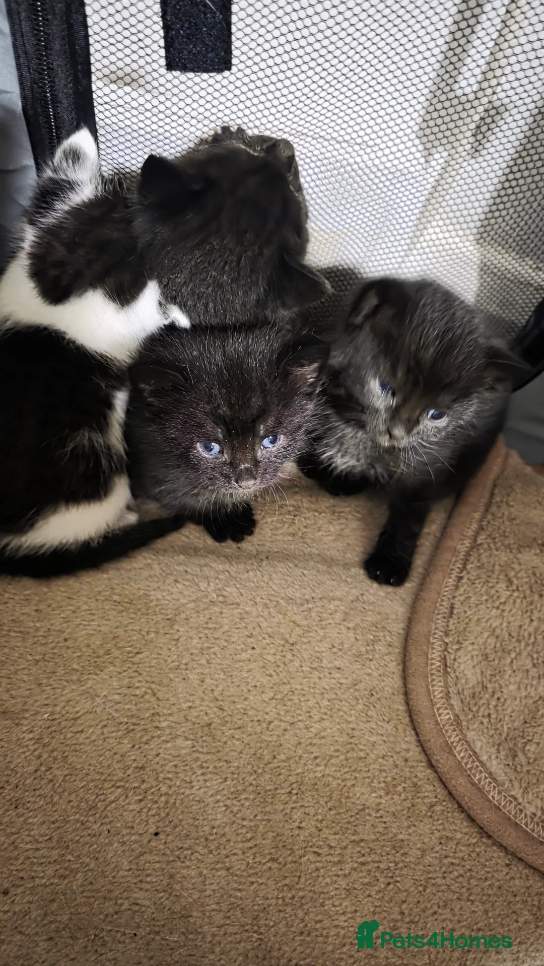 British Shorthair cats for sale: Beautiful kitten - Advert 2