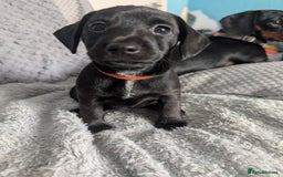 Mixed Breed dogs for sale: Doxie-Dales ready now - Image 16
