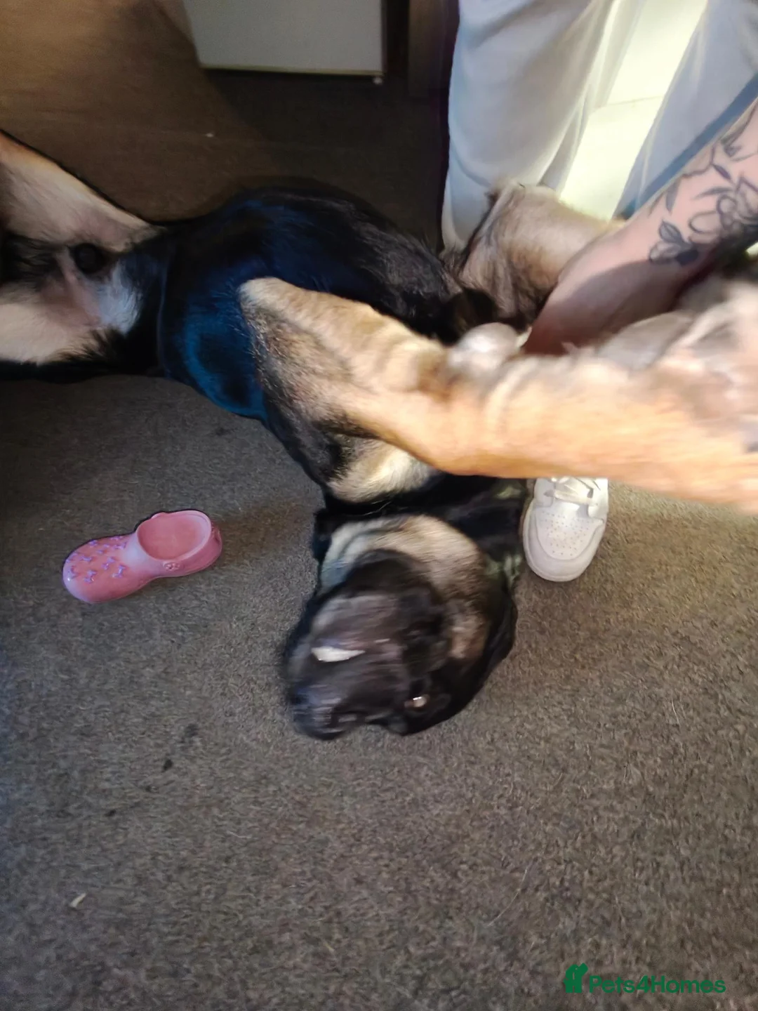 Mixed Breed dogs for sale: Big old friendly Bruno 🐶 in Coventry - Advert 2