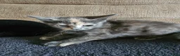 Mixed Breed cats for sale: Adorable grey kittens for sale - Advert 10