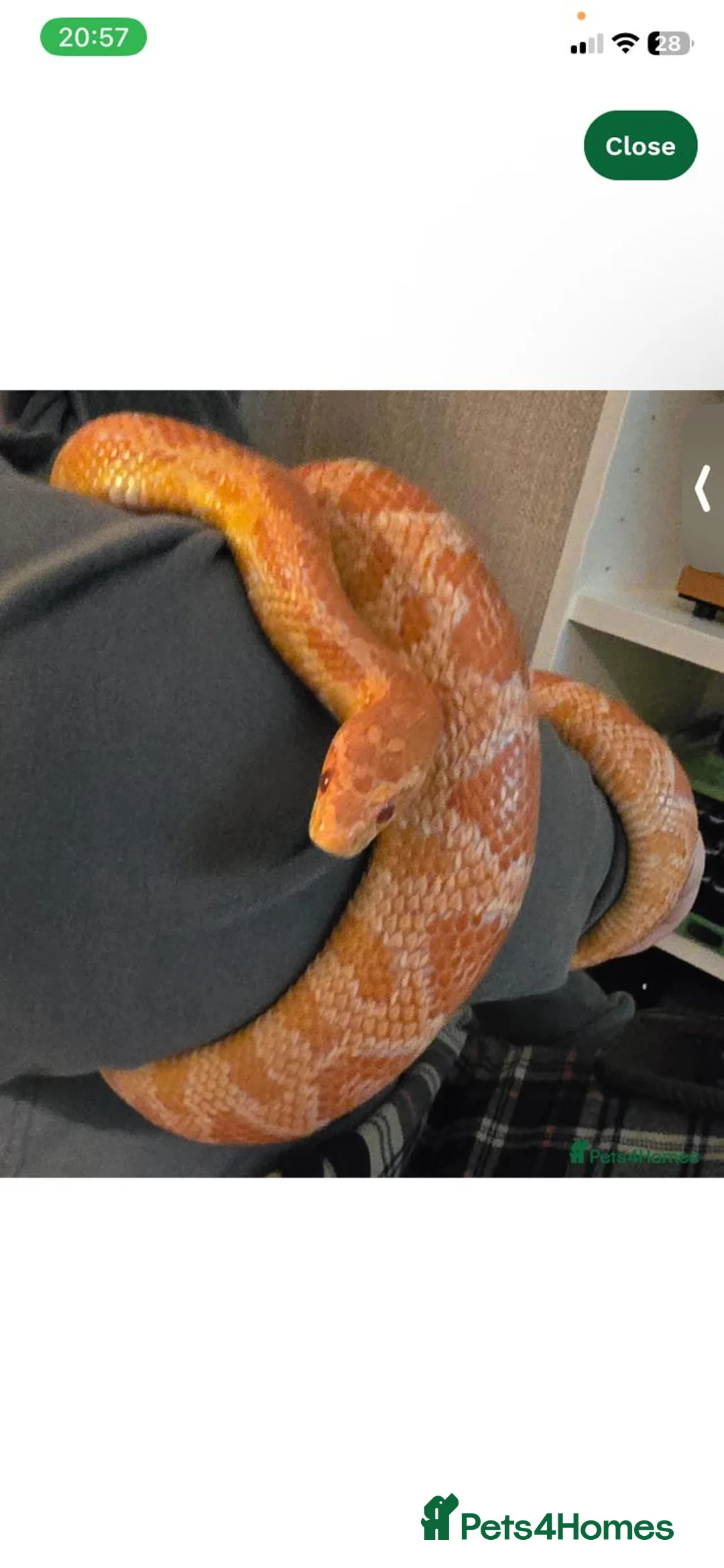 Corn Snake reptiles for sale: Female corn snake 4 years  - Advert 1