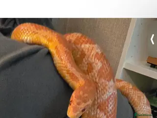 Corn Snake reptiles Female corn snake 4 years - Advert 1