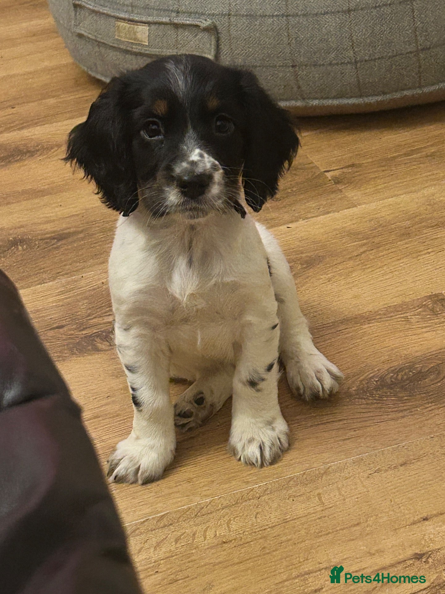 Sprocker dogs Sprocker 11 months  - Advert 2