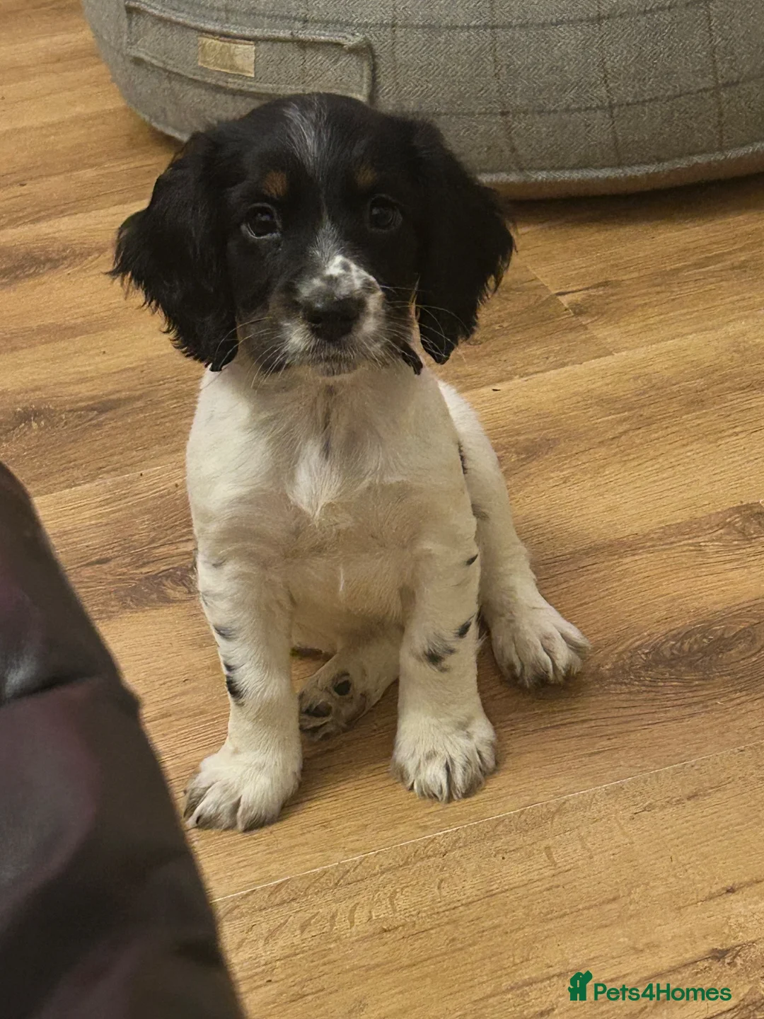 Sprocker dogs for sale: Sprocker 11 months  - Advert 1
