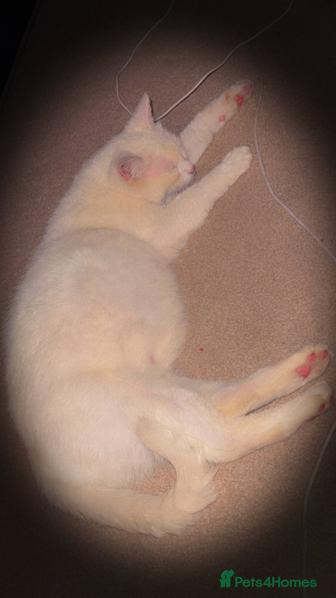 Mixed Breed cats for sale: Kittens - Image 7