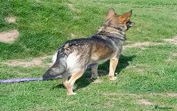 Mixed Breed dogs for adoption: Careful Carly - Image 4