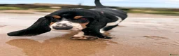 Basset Hound dogs for sale: Female Black Tri Basset Hound puppy  - Advert 4