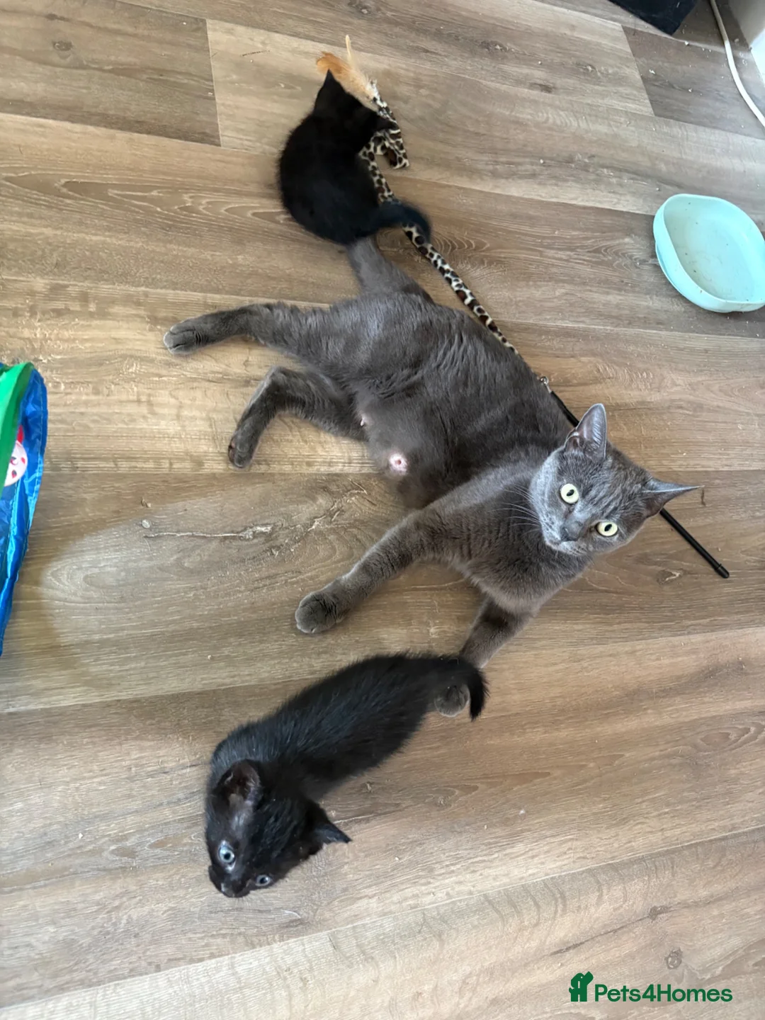 Mixed Breed cats for sale: Four beautiful, playful and loving kittens.  in Chippenham - Advert 2