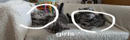British Shorthair cats for sale: GCCF registered British Shorthair silver Tabby - Advert 6