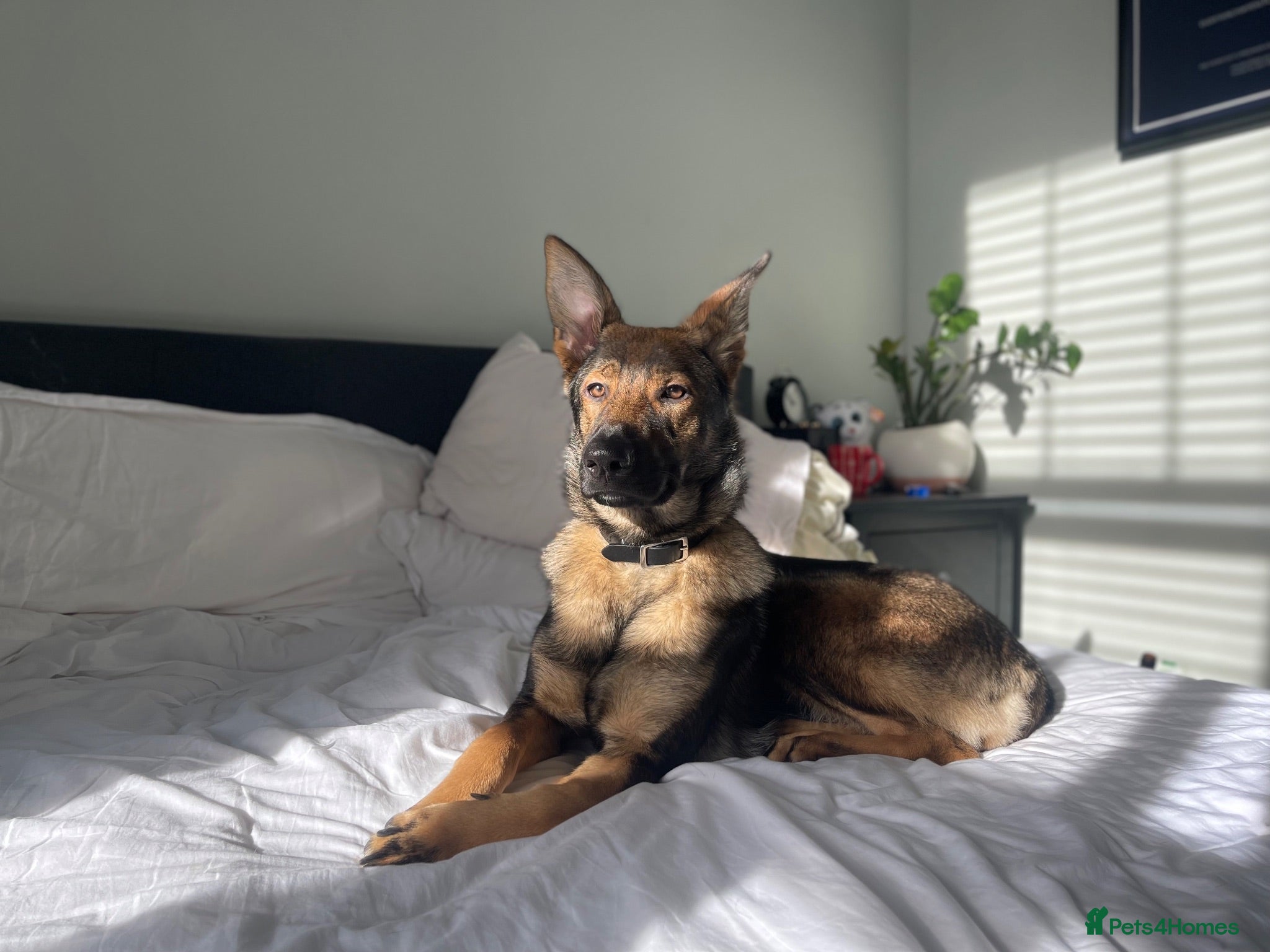 German Shepherd dogs Loving home needed - 3 year old GSD - Advert 14