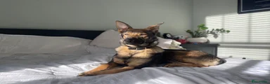 Indie