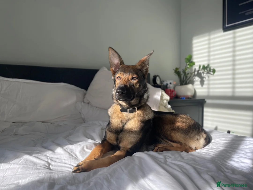 German Shepherd dogs for sale: Loving home needed - 3 year old GSD - Advert 1