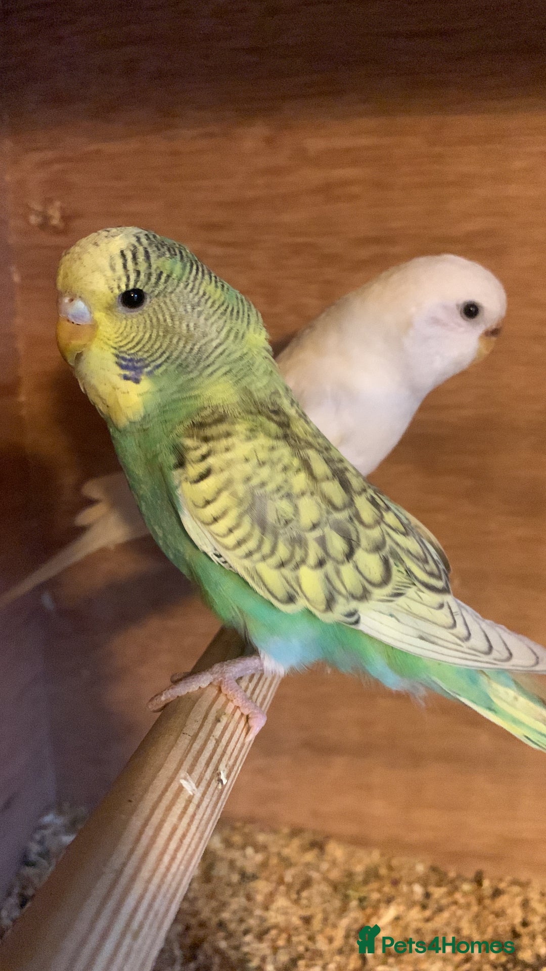 Budgerigars birds for sale: Hand reared hand tame baby budgies - Advert 22
