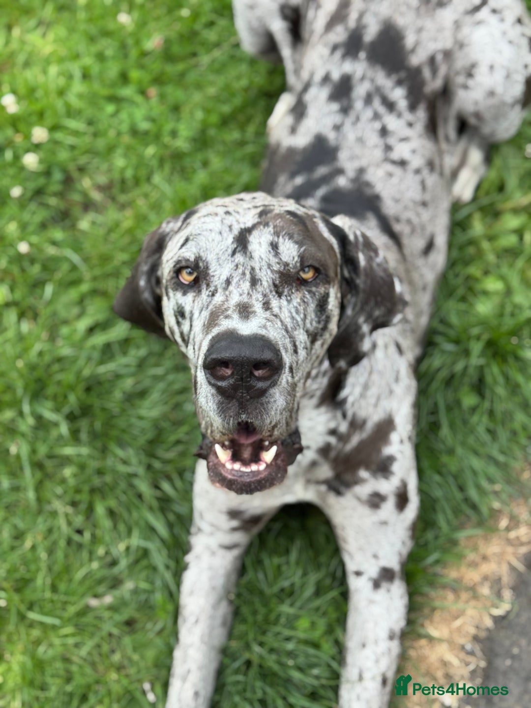 Great Dane dogs for sale: Stunning merl Great Dane for sale!! - Advert 2