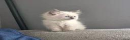 Ragdoll cats for sale: Beautiful ragdoll kittens - Advert 4