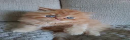 Persian cats for sale: LAST ONE, Pure Persian Boy. - Advert 3