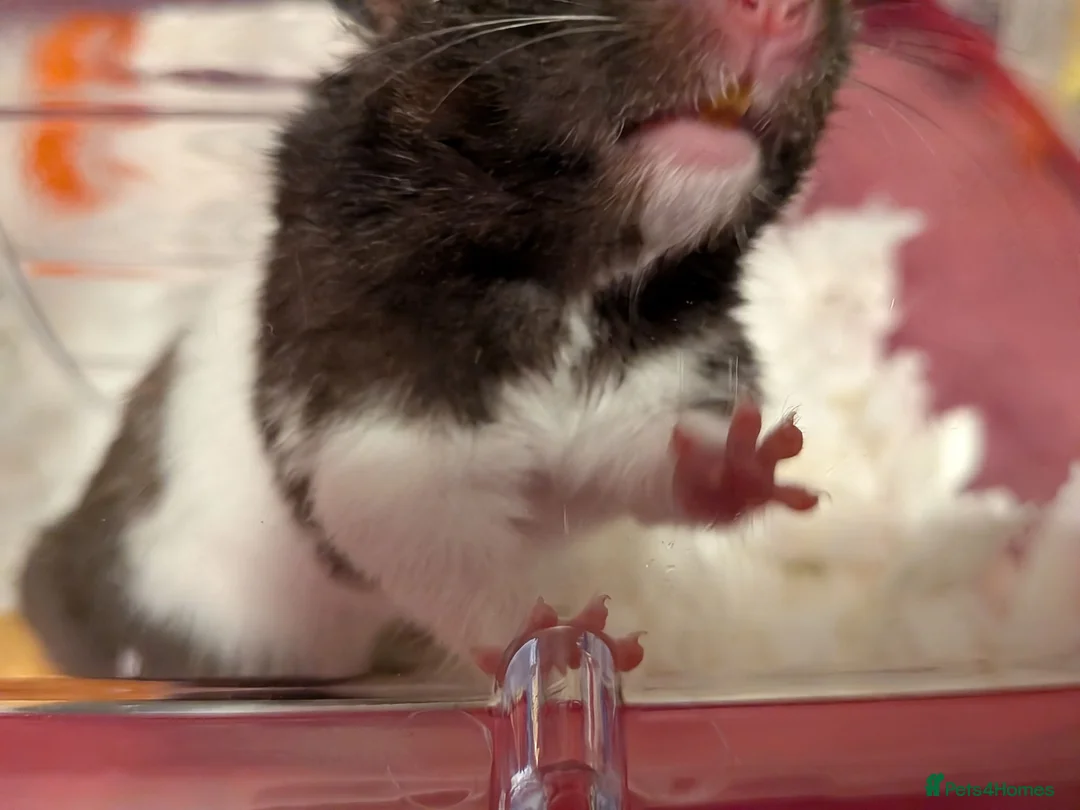 Hamster rodents for sale: B&W Male Syrian hamster cage and accessories  - Advert 11