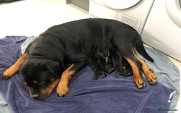 Mixed Breed dogs for sale: Rottweiler x German shepherd pupps - Image 3