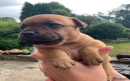 Staffordshire Bull Terrier dogs for sale: Stunning Red Staffy puppies KC top bloodlines - Image 9