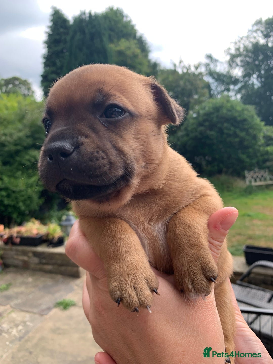 Staffordshire Bull Terrier dogs for sale: Stunning Red Staffy puppies KC top bloodlines - Image 9