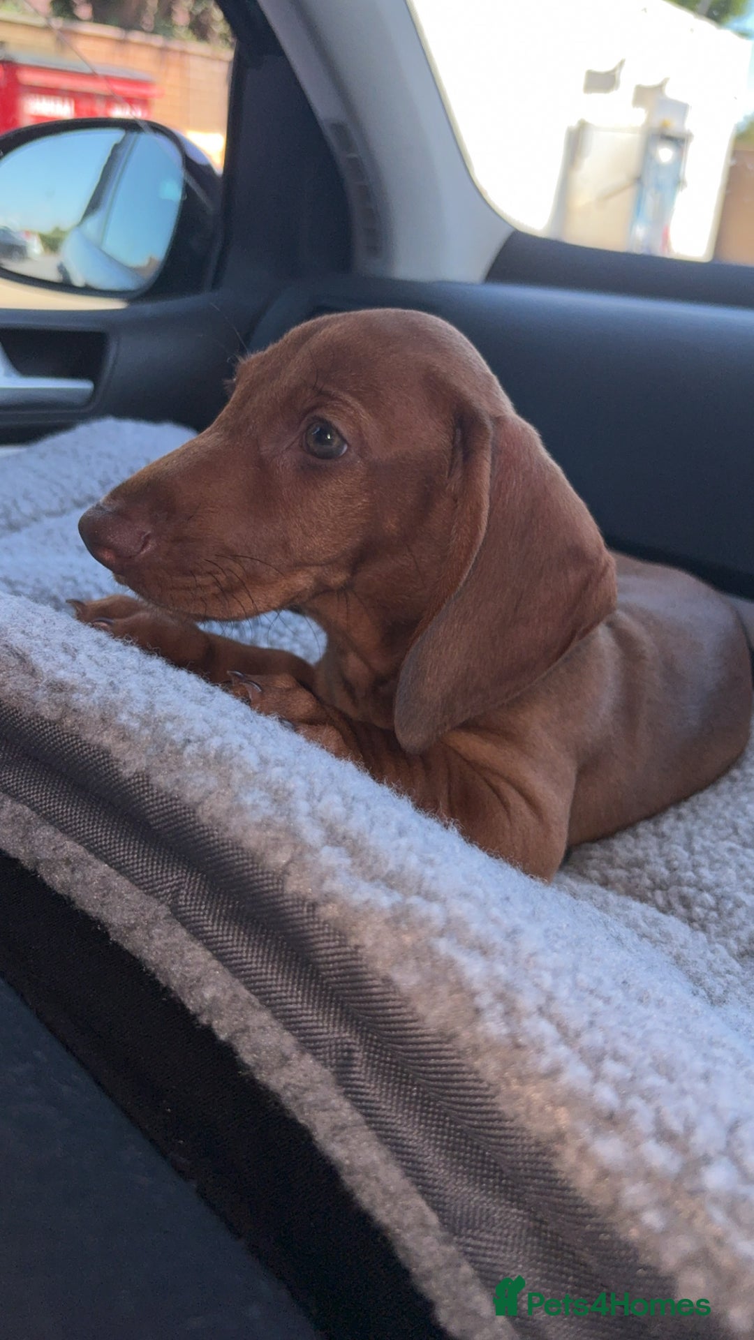 Dachshund dogs for sale: Boy dachshund puppy  - Image 3