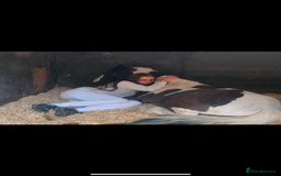 Irish Cob horses for sale: ✨Bombproof Colt In The Making!✨ - Image 5