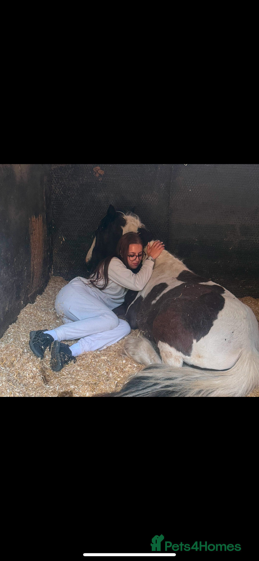 Irish Cob horses for sale: ✨Bombproof Colt In The Making!✨ - Image 5