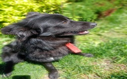 Mixed Breed dogs for adoption: 💖🐶 LILU JET 🐶💖 - Image 12