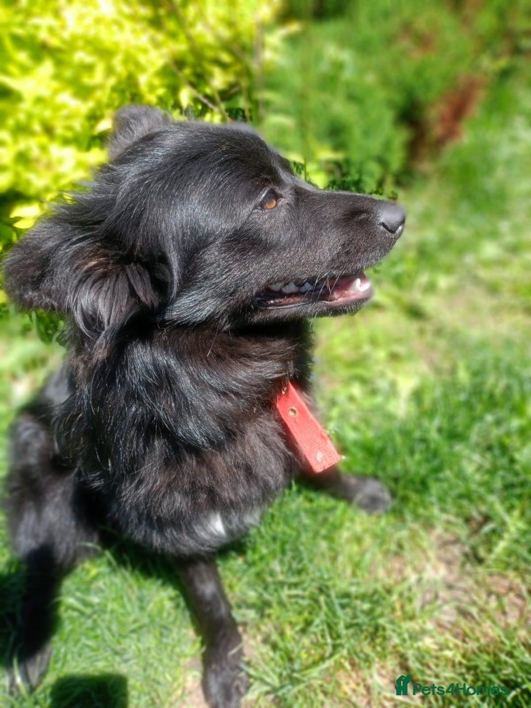 Mixed Breed dogs for adoption: 💖🐶 LILU JET 🐶💖 - Image 12