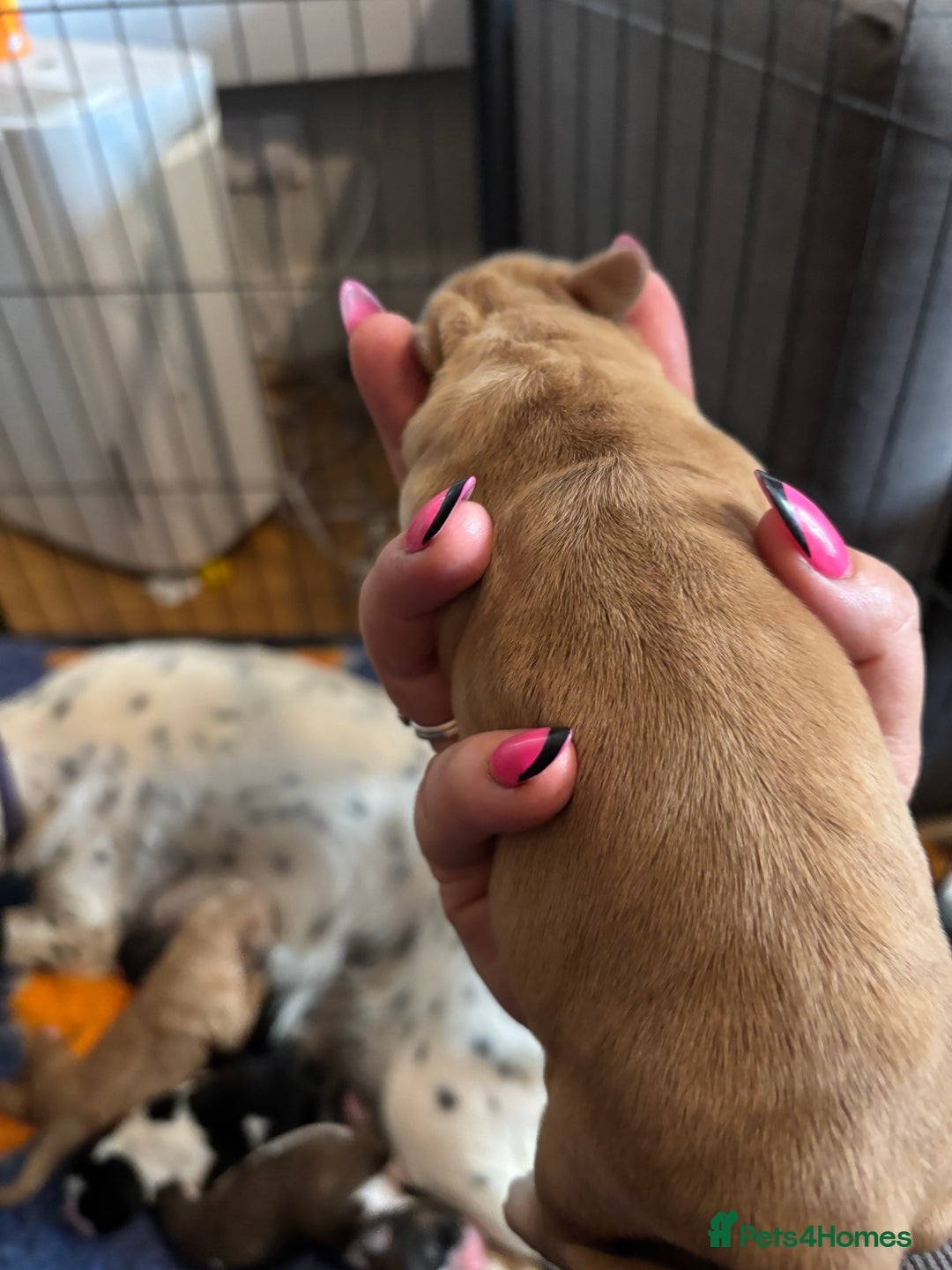Cocker Spaniel dogs for sale: Beautiful cocker puppies  - Image 5