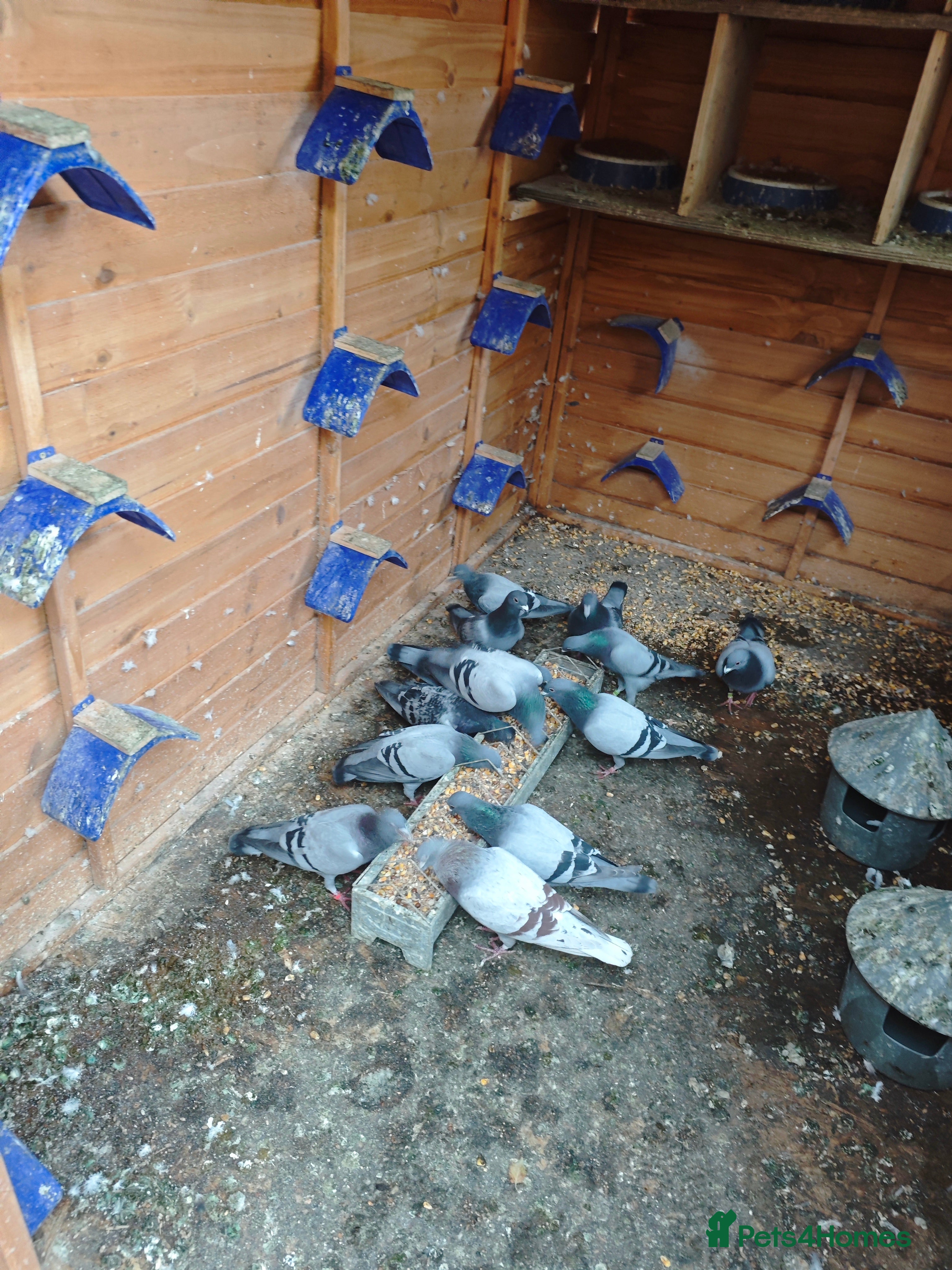 Pigeons birds Racing pigeons - Advert 6