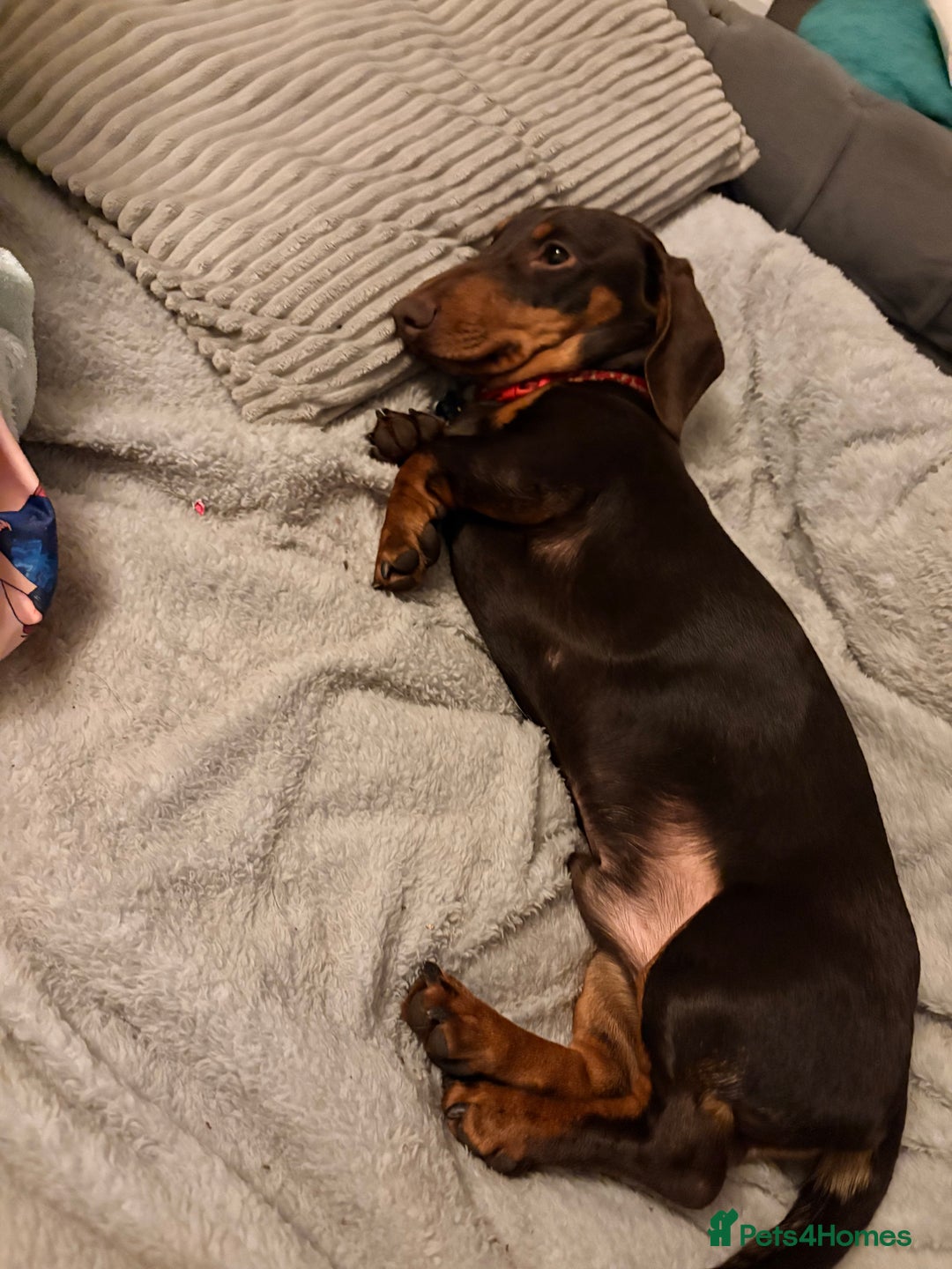 Dachshund dogs for sale: Miniature dachshund 8 months old Male - Advert 6