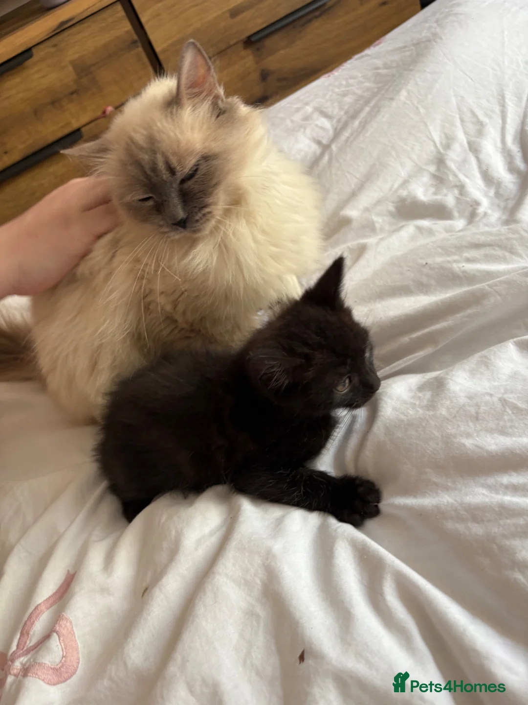 Ragdoll cats for sale: Ragdoll available  - Advert 8