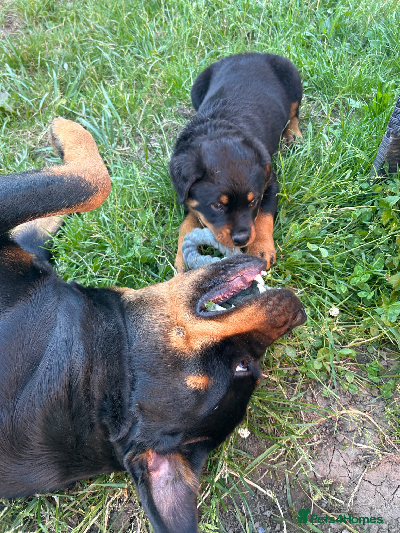 Rottweiler dogs Stunning chunky Rottweiler puppies - 6 boys  - Advert 1